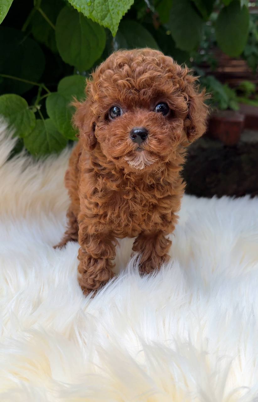 Puppy 8